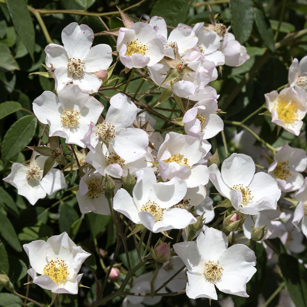 Rosier liane filipes Kiftsgate