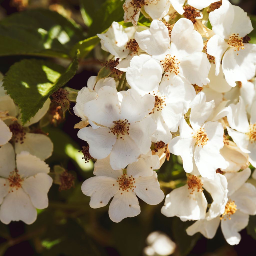 Rosier liane filipes Kiftsgate