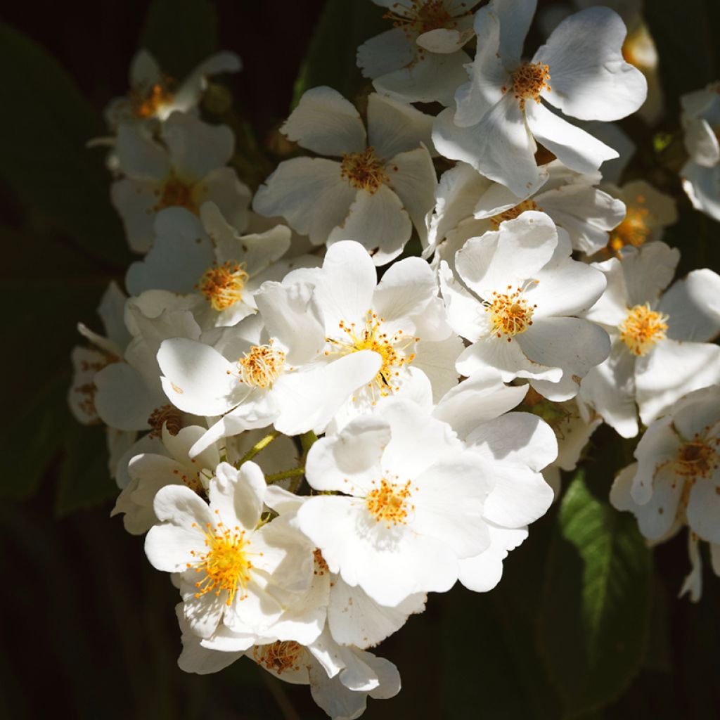 Rosier liane filipes Kiftsgate