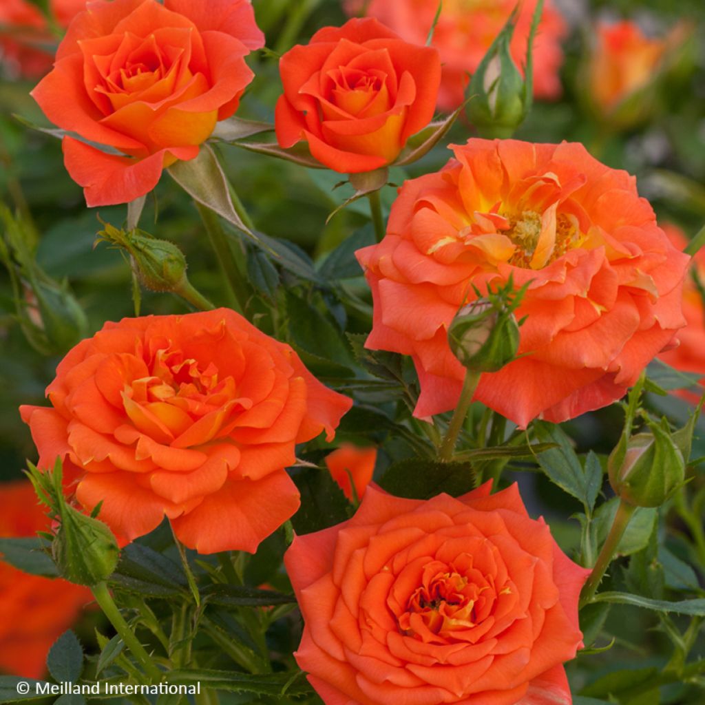 Rosier miniature Mandarine Symphonie