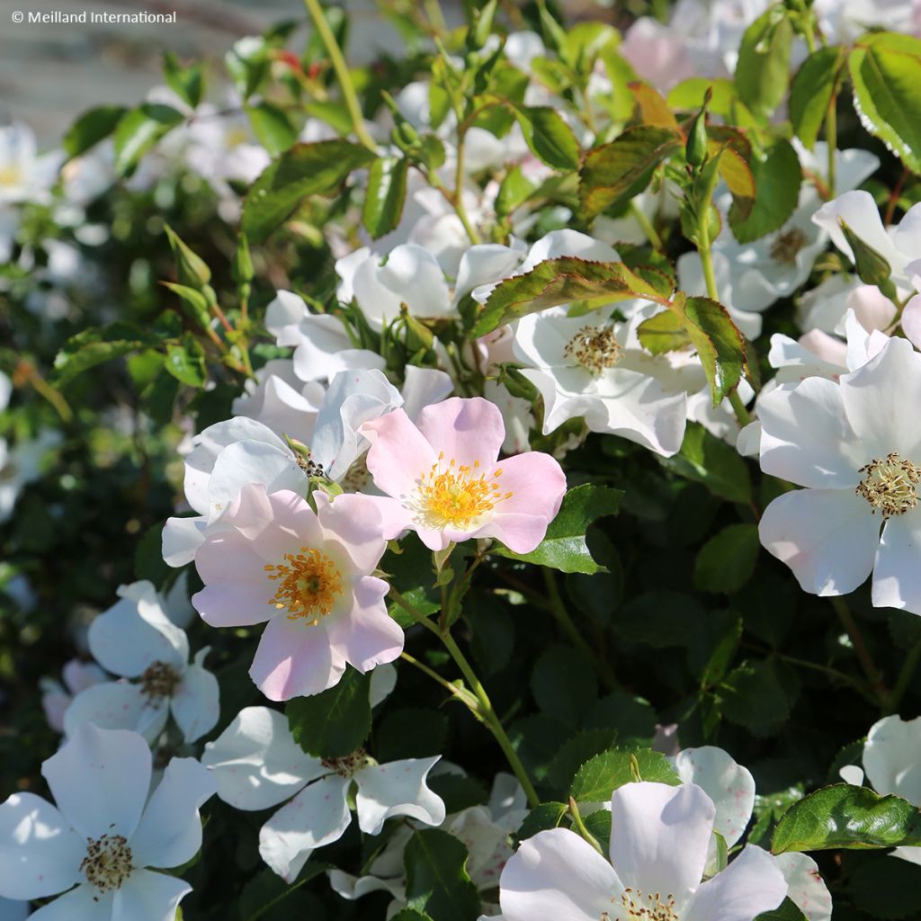 Rosier paysager Street Colors Champs Elysées 