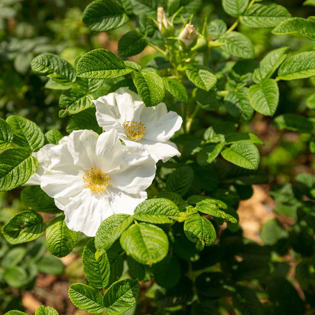 Rosier rugosa Alba