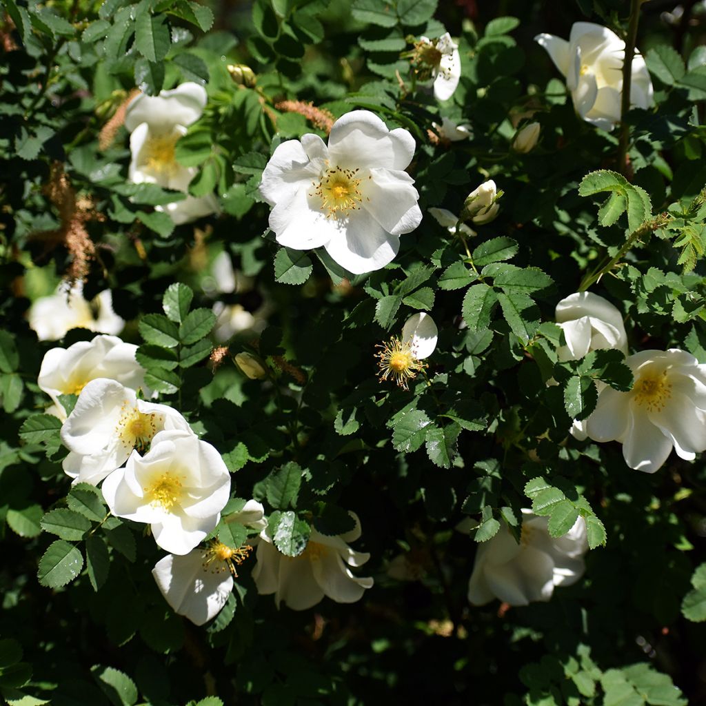 Rosier rugosa Alba