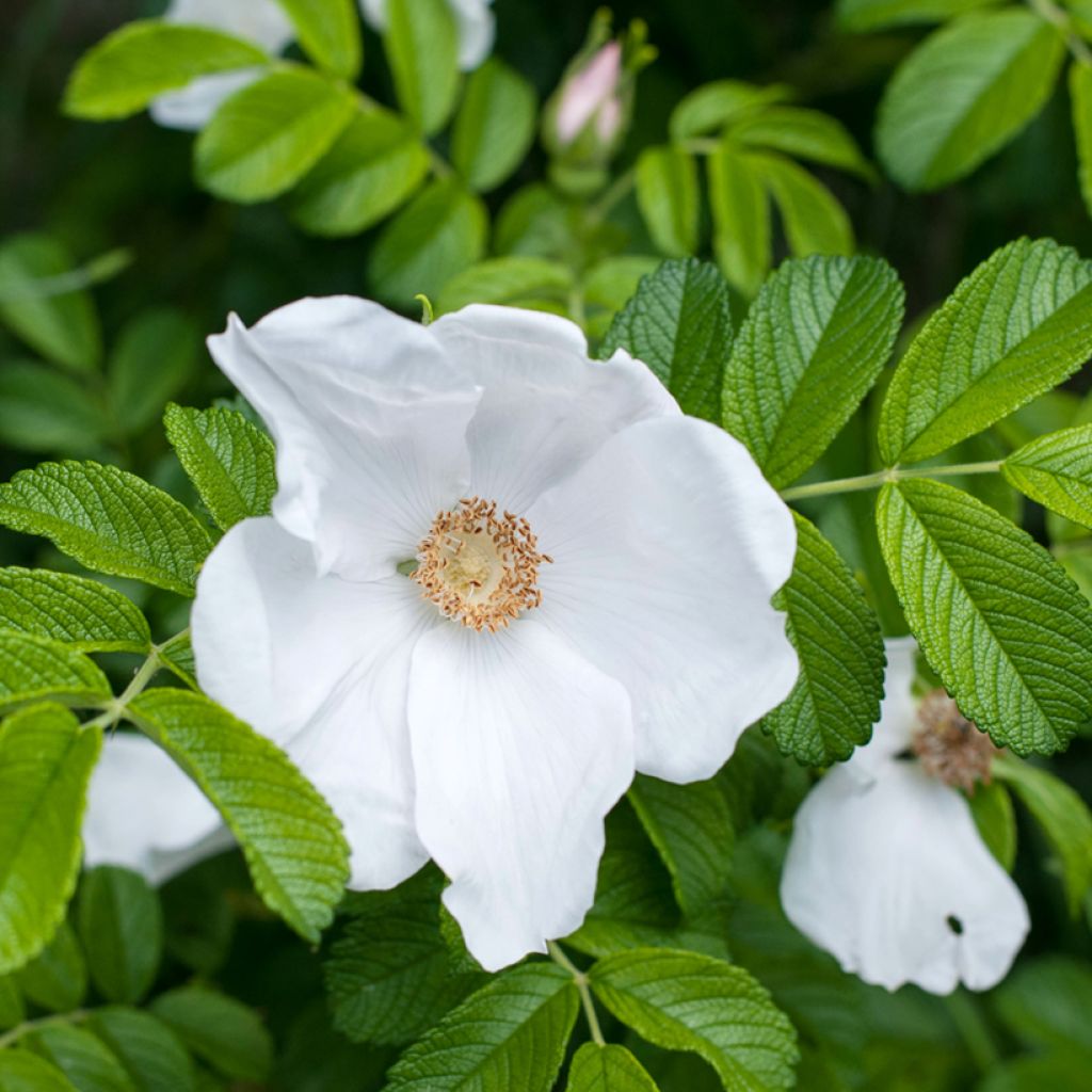 Rosier rugosa Alba