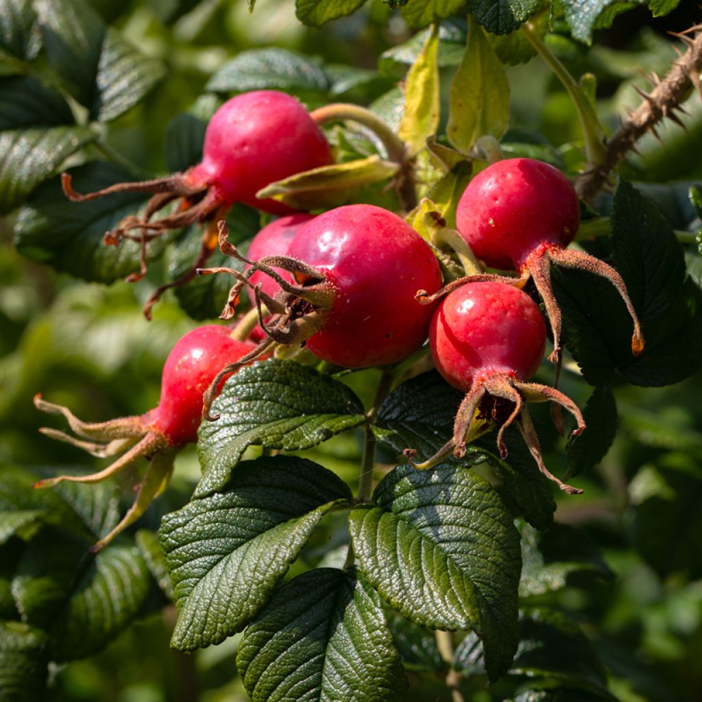 Rosier rugosa Frau Dagmar Hastrup
