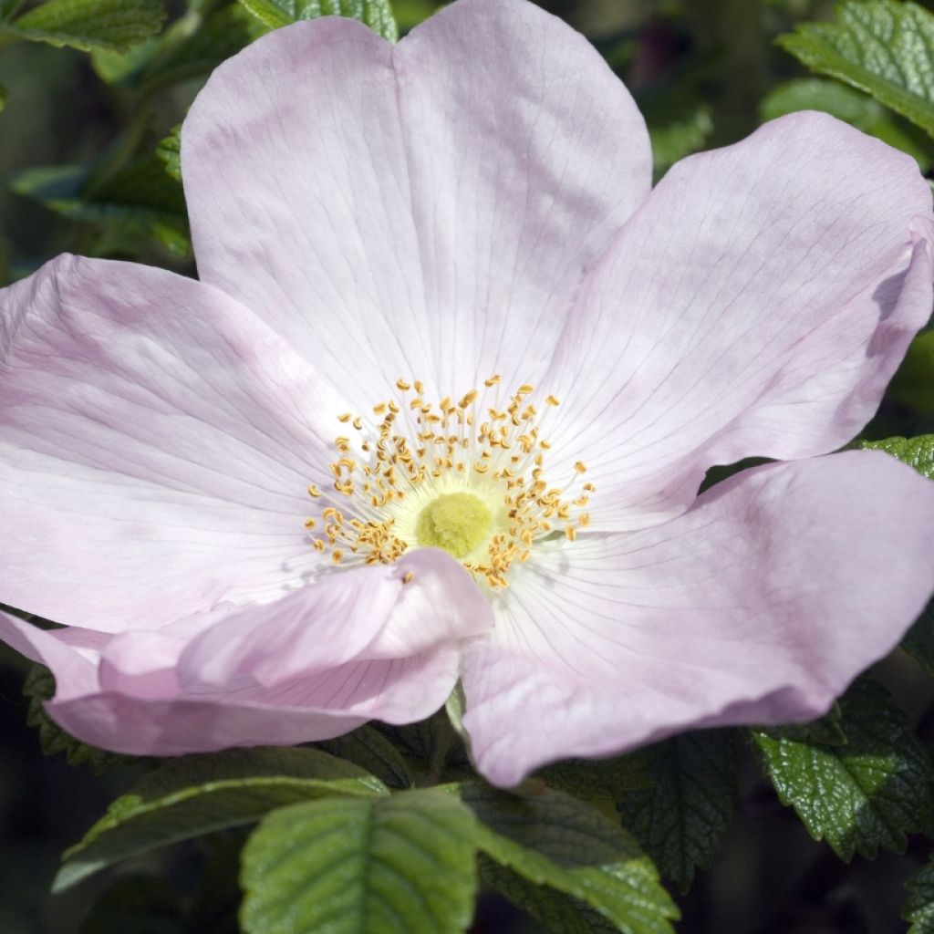 Rosier rugosa Frau Dagmar Hastrup