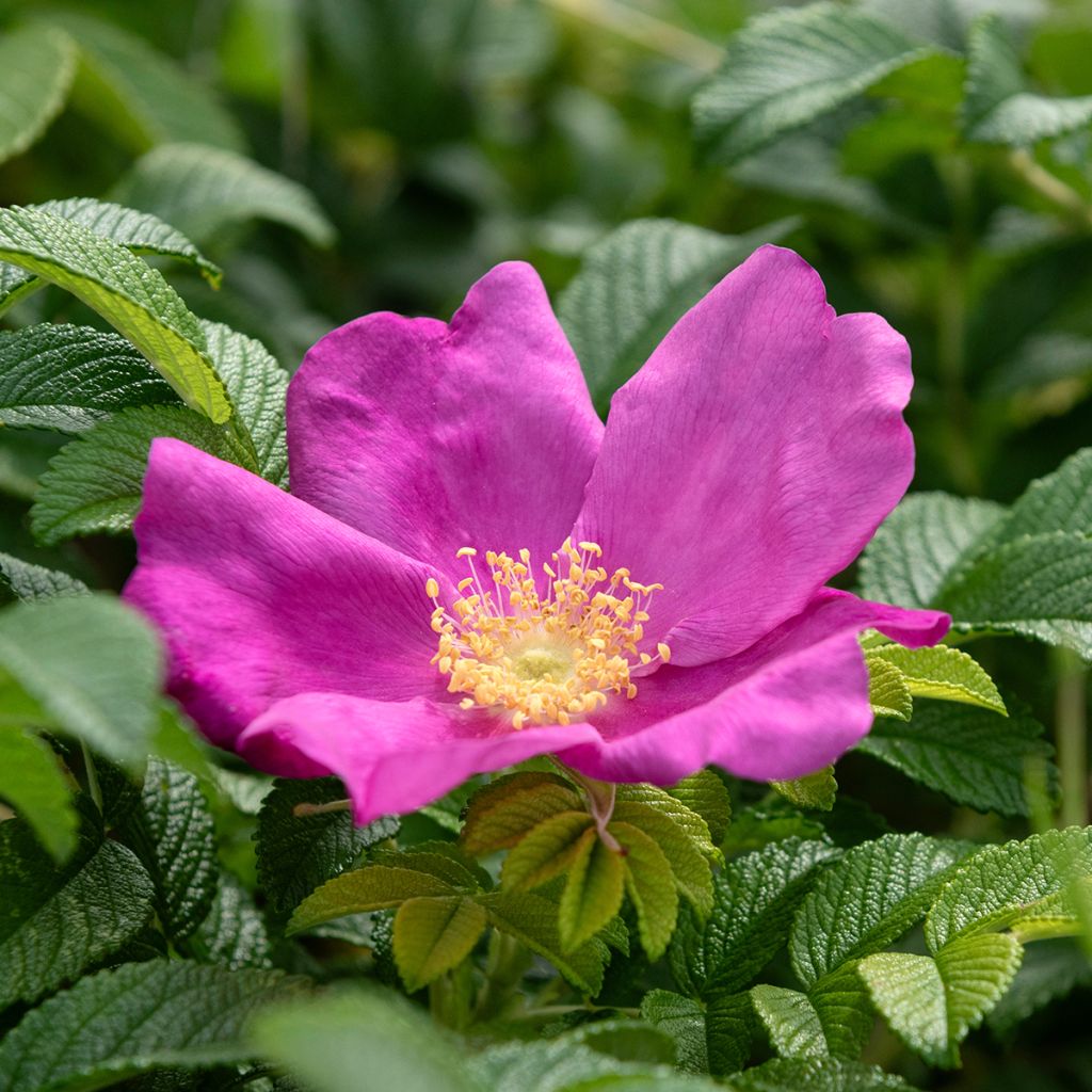 Rosier rugosa Rubra