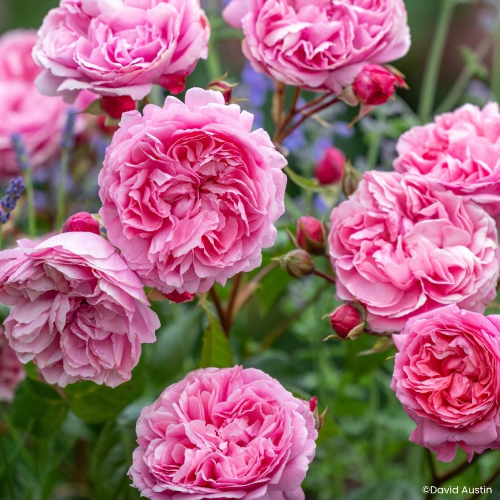 Rosier David Austin Penelope Lively