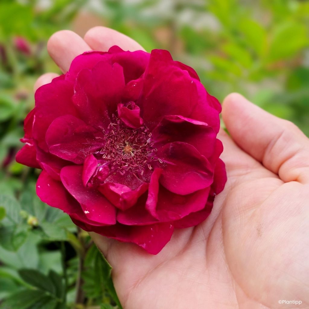 Rosier à fleurs groupées Take it Easy Red 