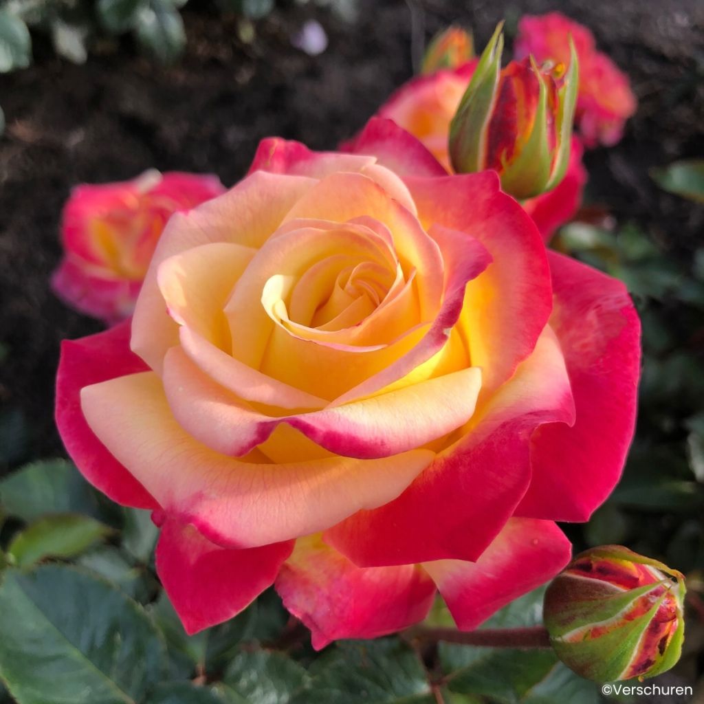 Rosier à grandes fleurs Casino