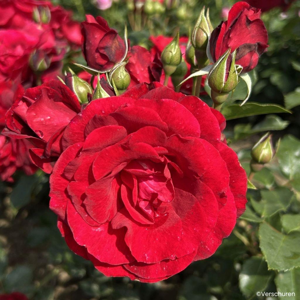 Rosier grimpant Royal Red