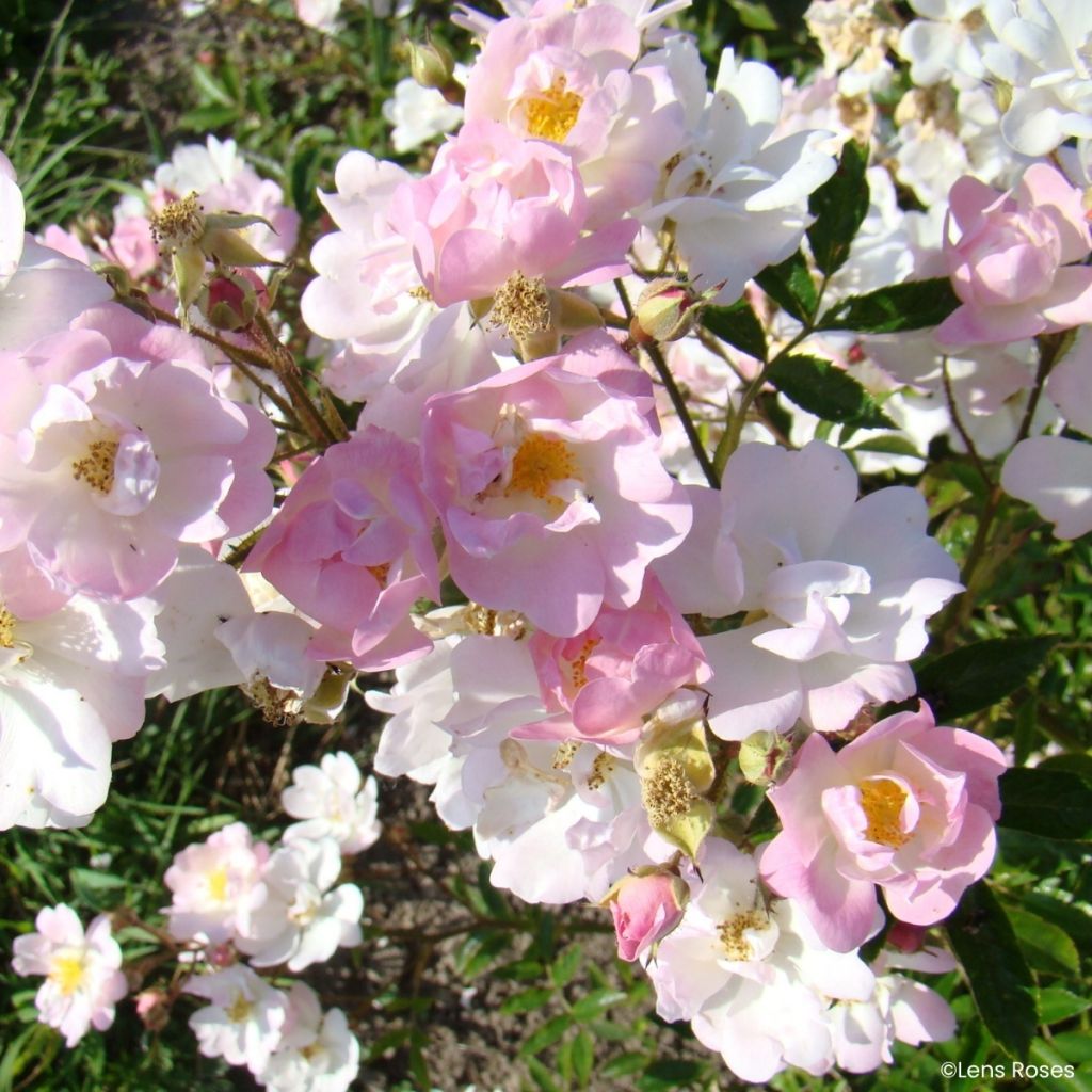 Rosier miniature Ma Fille Sara