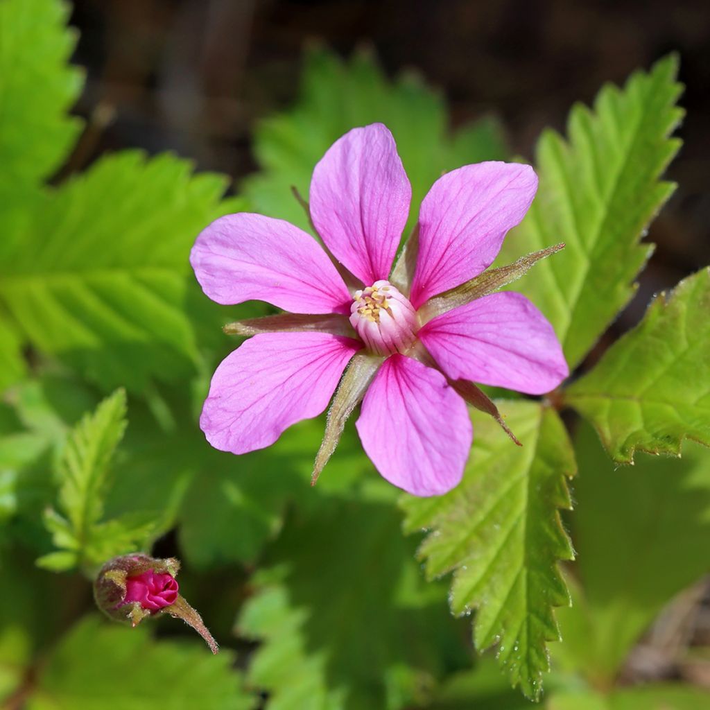 Rubus arcticus Beata - Framboisier de l'arctique