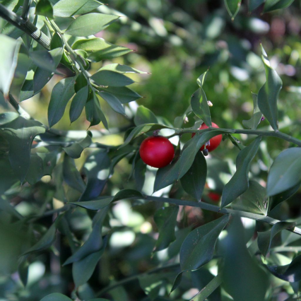 Ruscus aculeatus - Fragon petit houx 