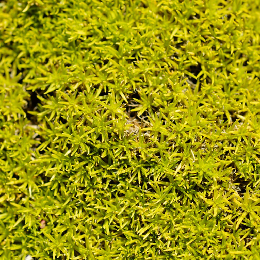 Sagina subulata Aurea - Sagine subulée dorée