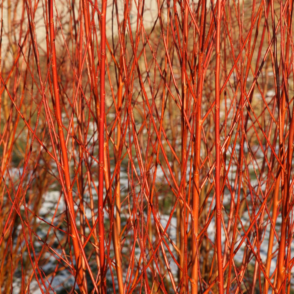 Salix alba Flame - Saule blanc à bois rouge