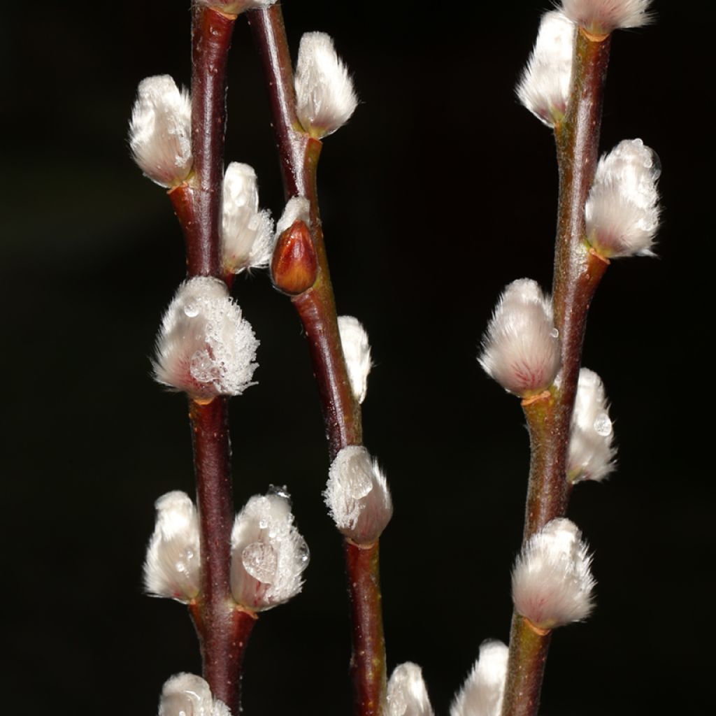 Salix x erdingeri - Saule hybride