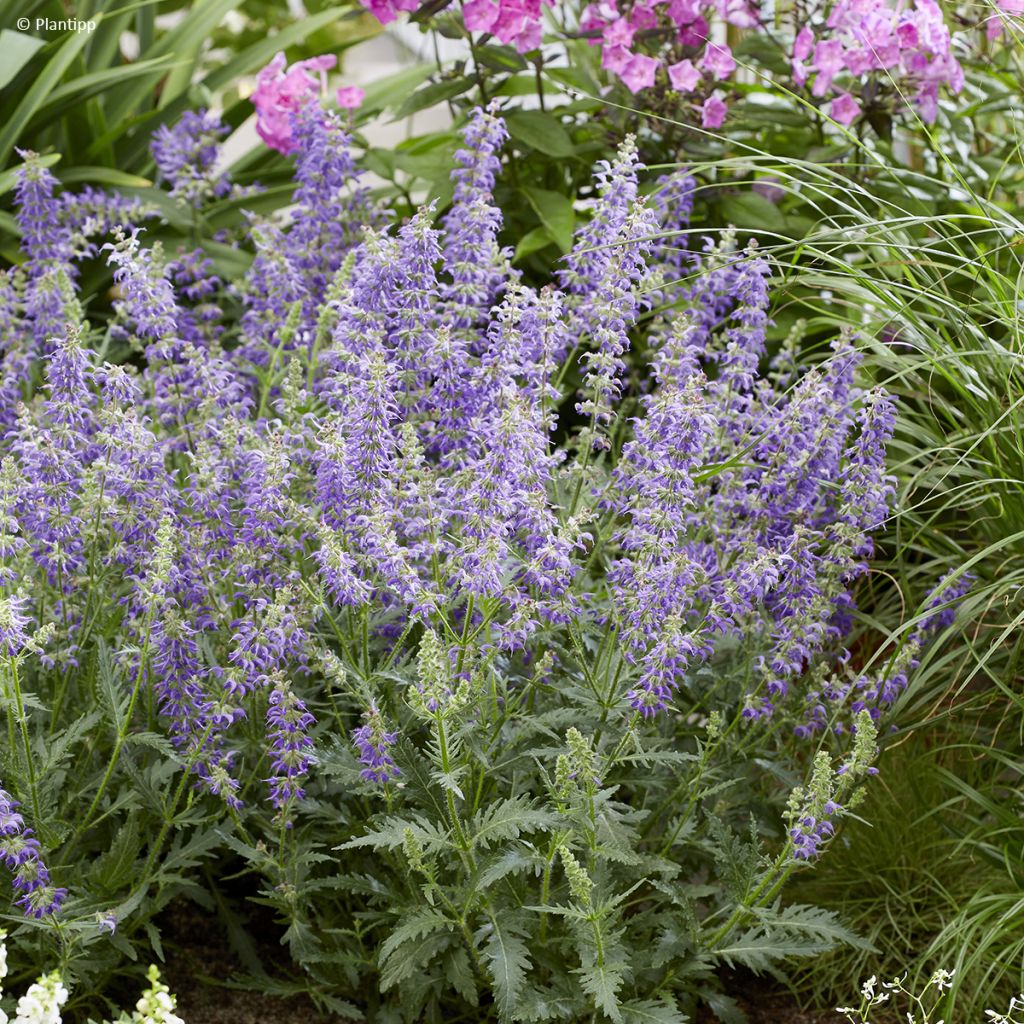 Salvia Feathers Peacock - Sauge hybride