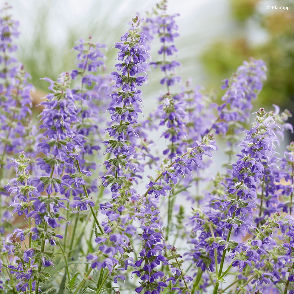 Salvia Feathers Peacock - Sauge hybride