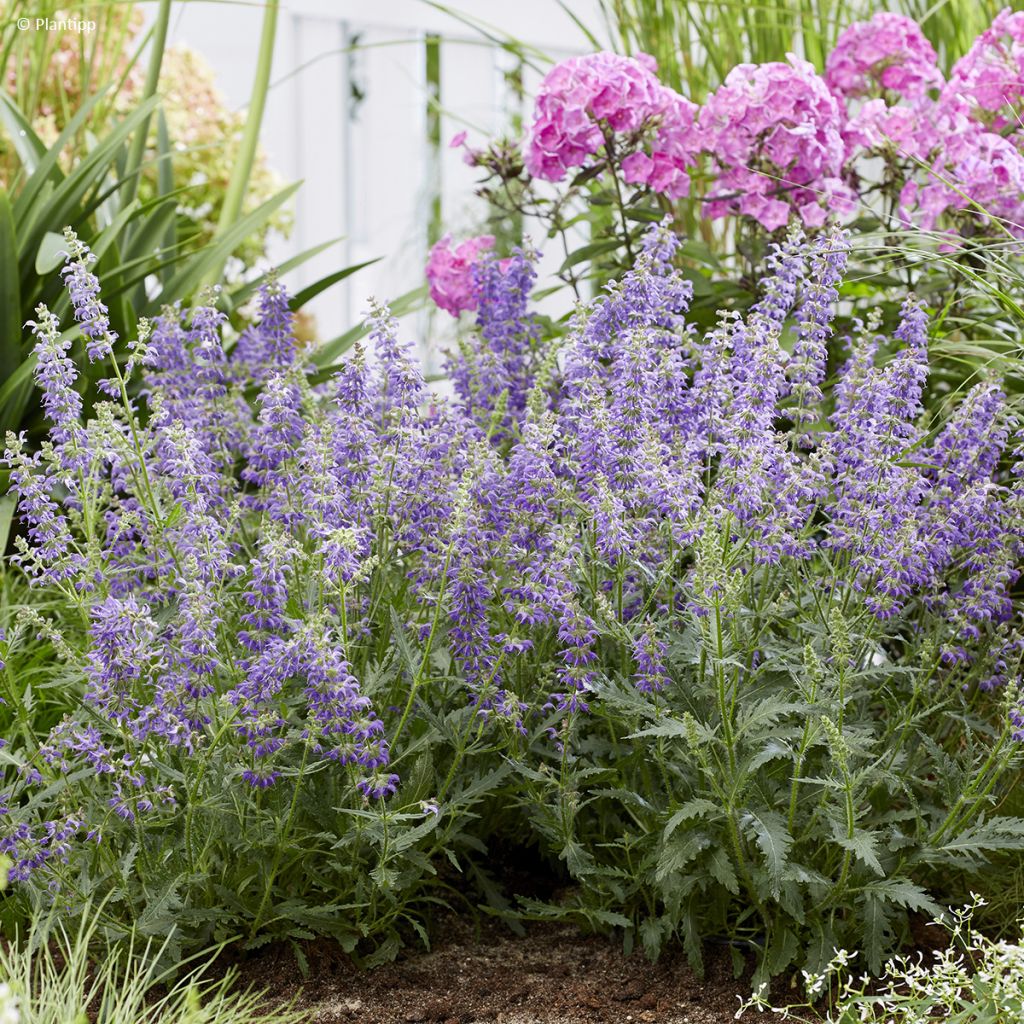 Salvia Feathers Peacock - Sauge hybride