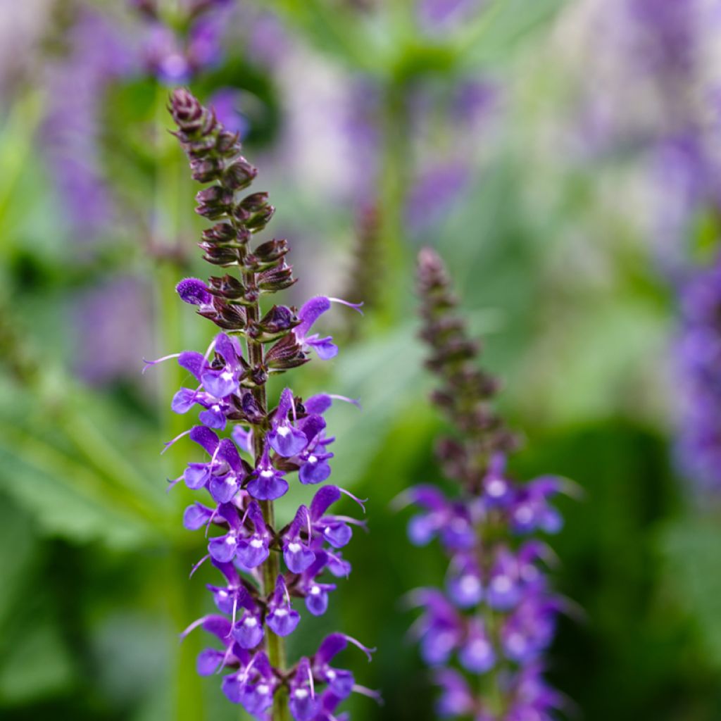 Salvia nemorosa Mainacht - Sauge des bois bleu violet