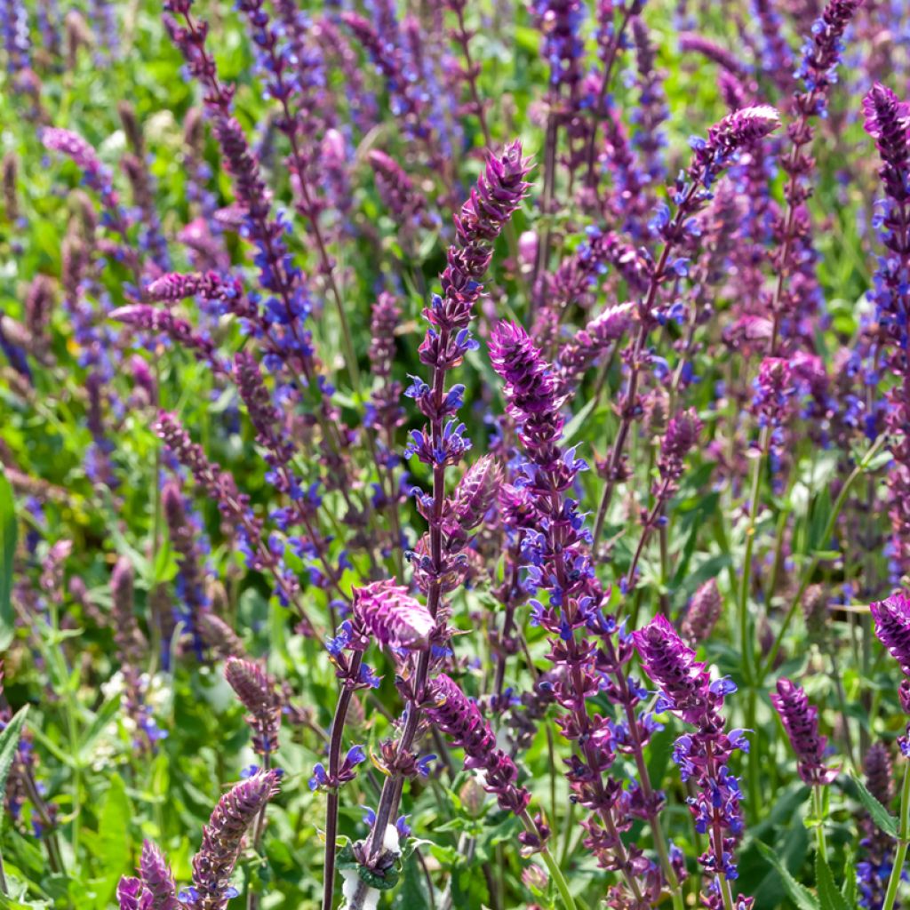 Salvia nemorosa Ostfriesland - Sauge des bois