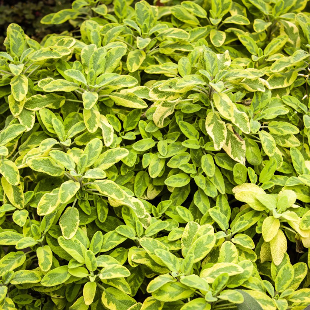 Salvia officinalis Aurea - Sauge officinale Aurea