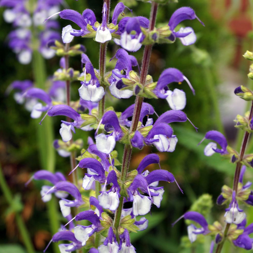 Salvia pratensis Madeline - Sauge des près bicolore