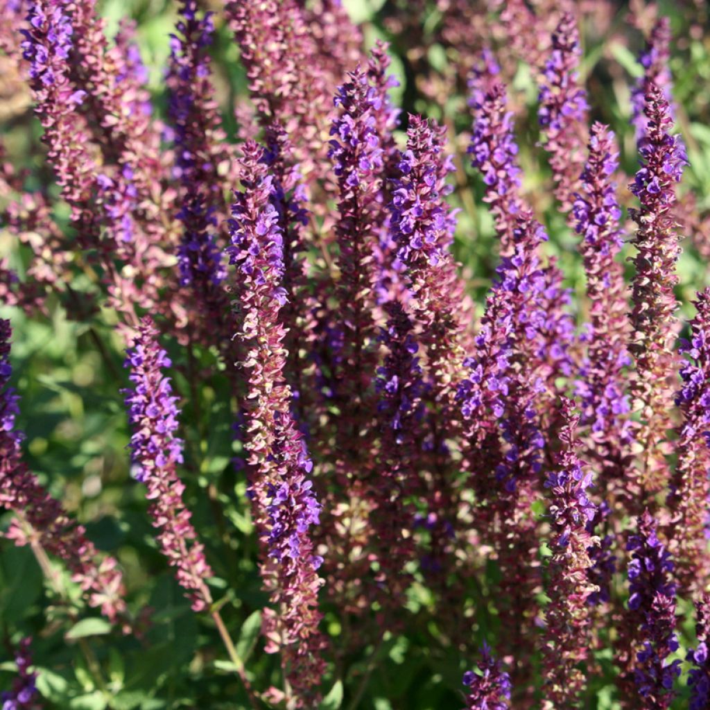 Salvia superba Blaukönigin (Reine des Bleues) - Sauge des bois