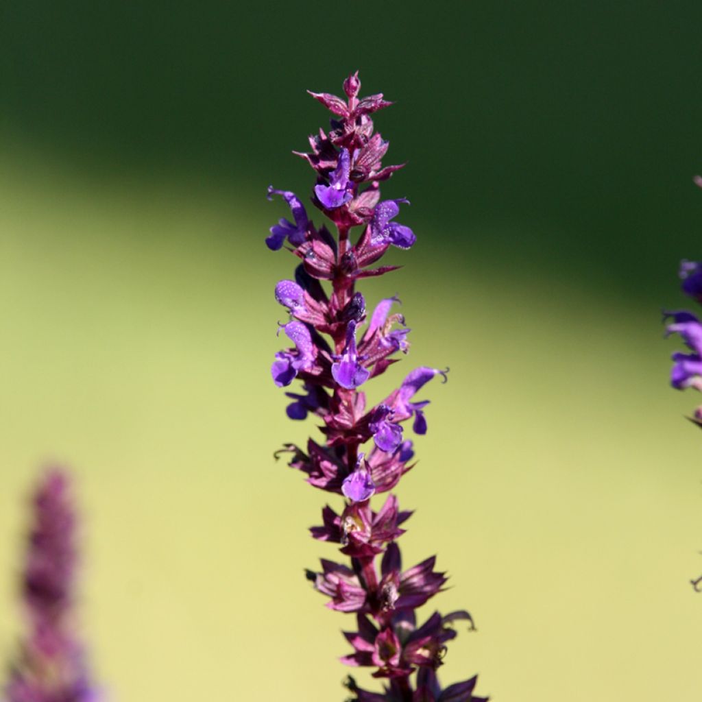 Salvia superba Blaukönigin (Reine des Bleues) - Sauge des bois