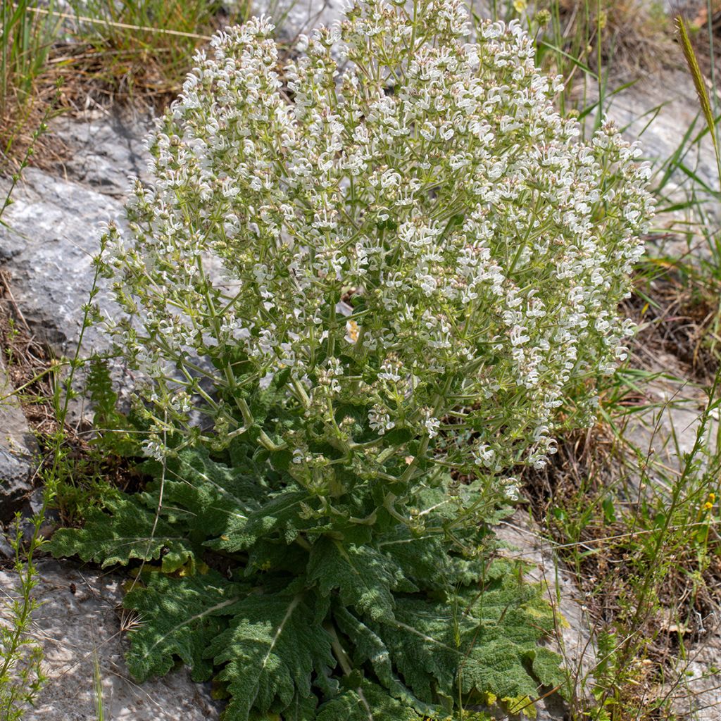 Salvia aethiopis - Sauge d'Ethiopie