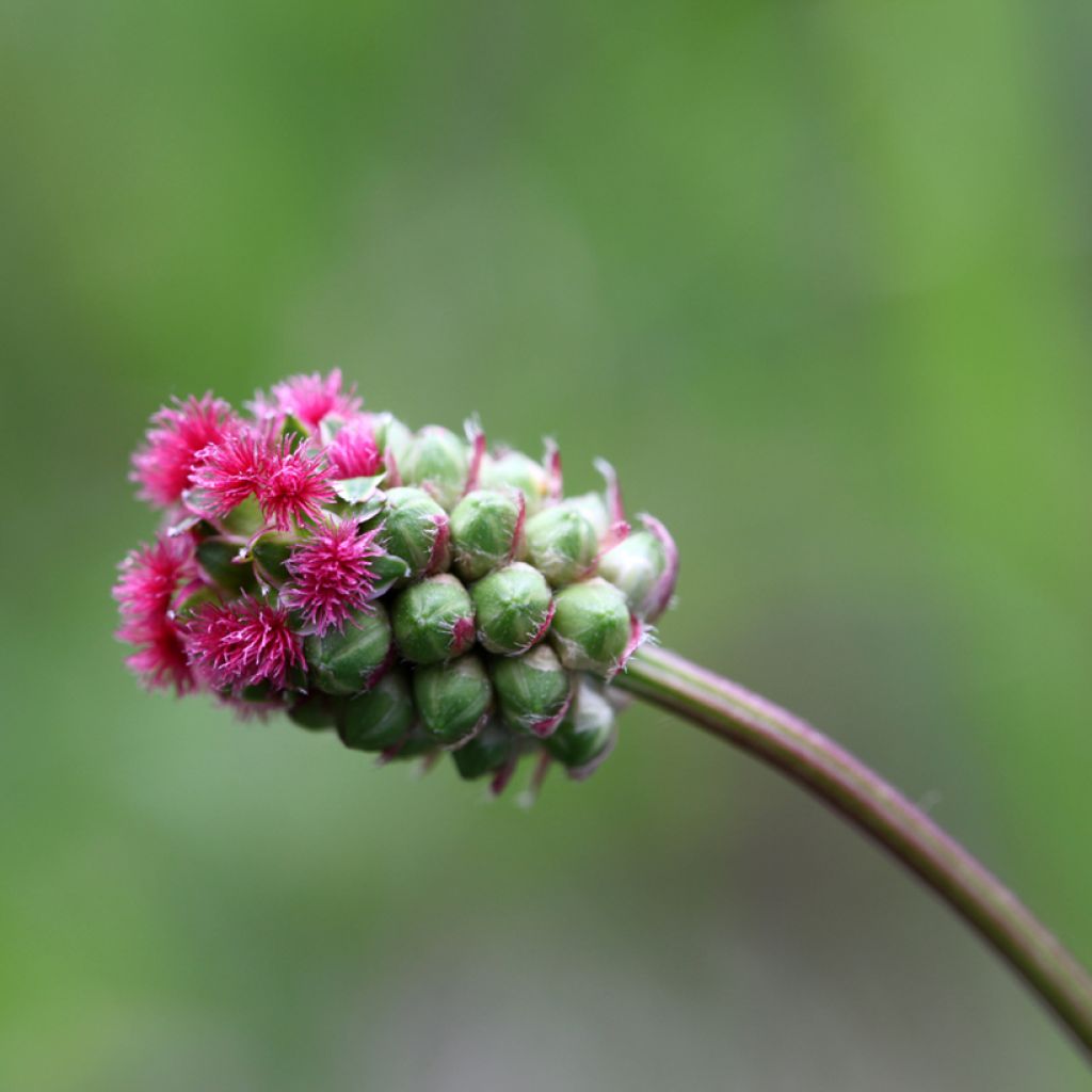 Sanguisorba minor - Petite Pimprenelle