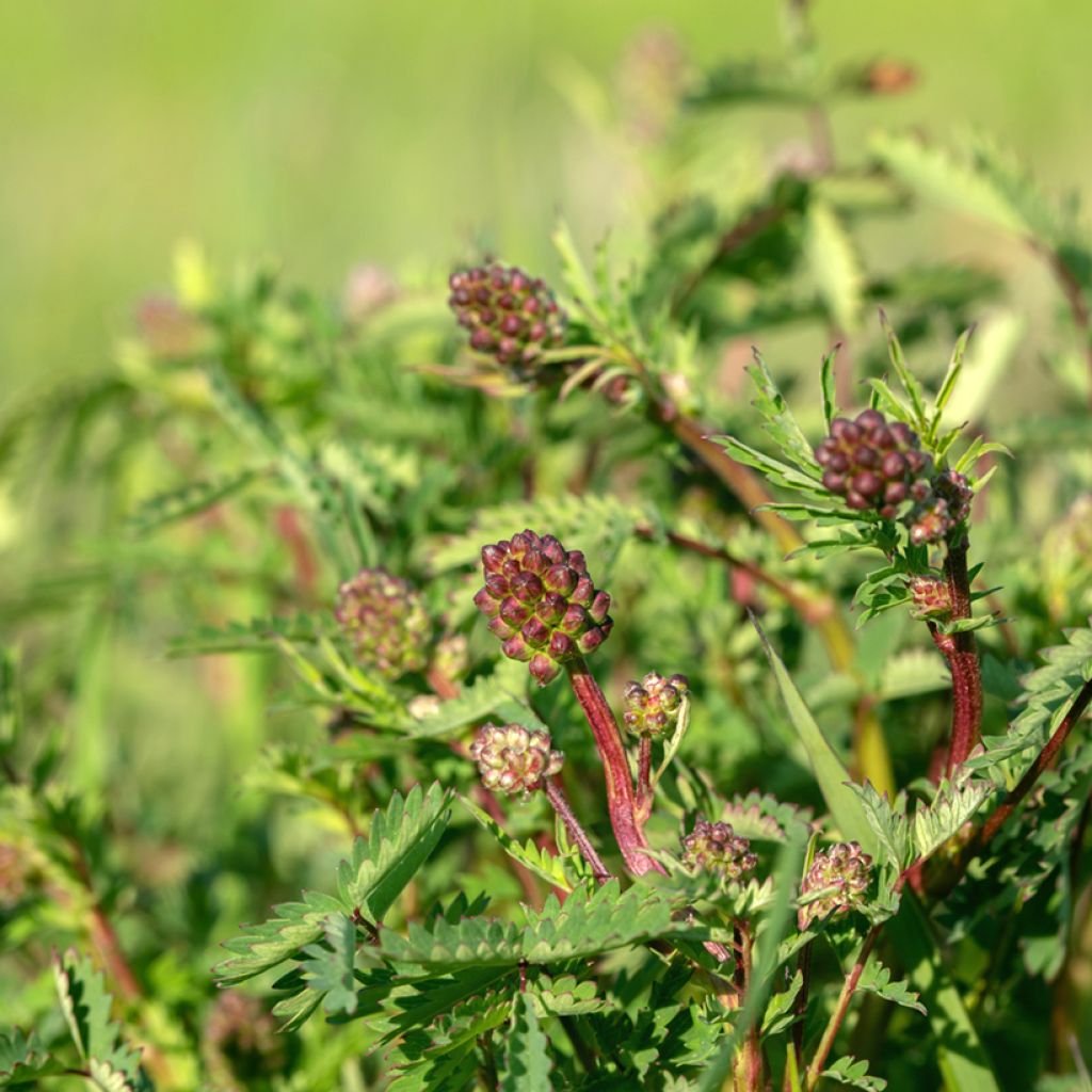 Sanguisorba minor - Petite Pimprenelle