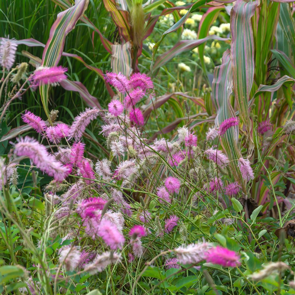 Sanguisorba obtusa - Pimprenelle japonaise