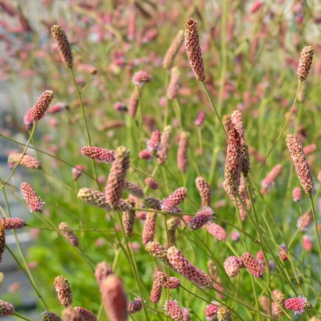 Sanguisorba officinalis Pink Tanna - Grande Pimprenelle