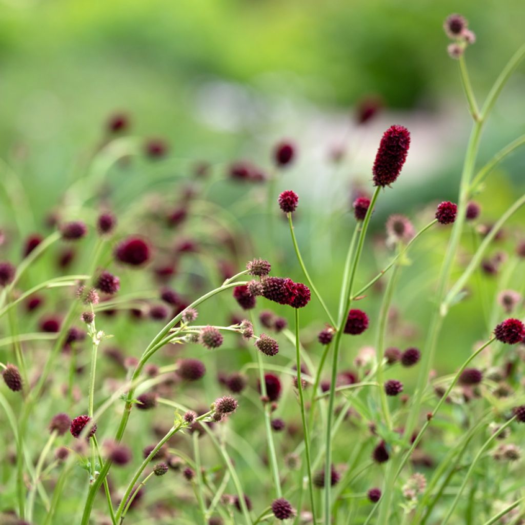 Sanguisorba officinalis Tanna - Grande Pimprenelle