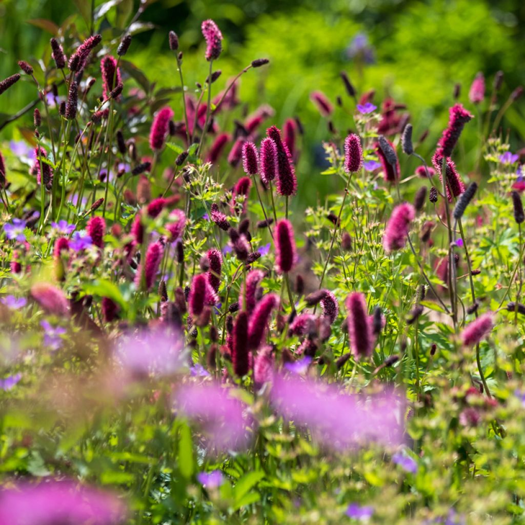 Sanguisorba officinalis Tanna - Grande Pimprenelle
