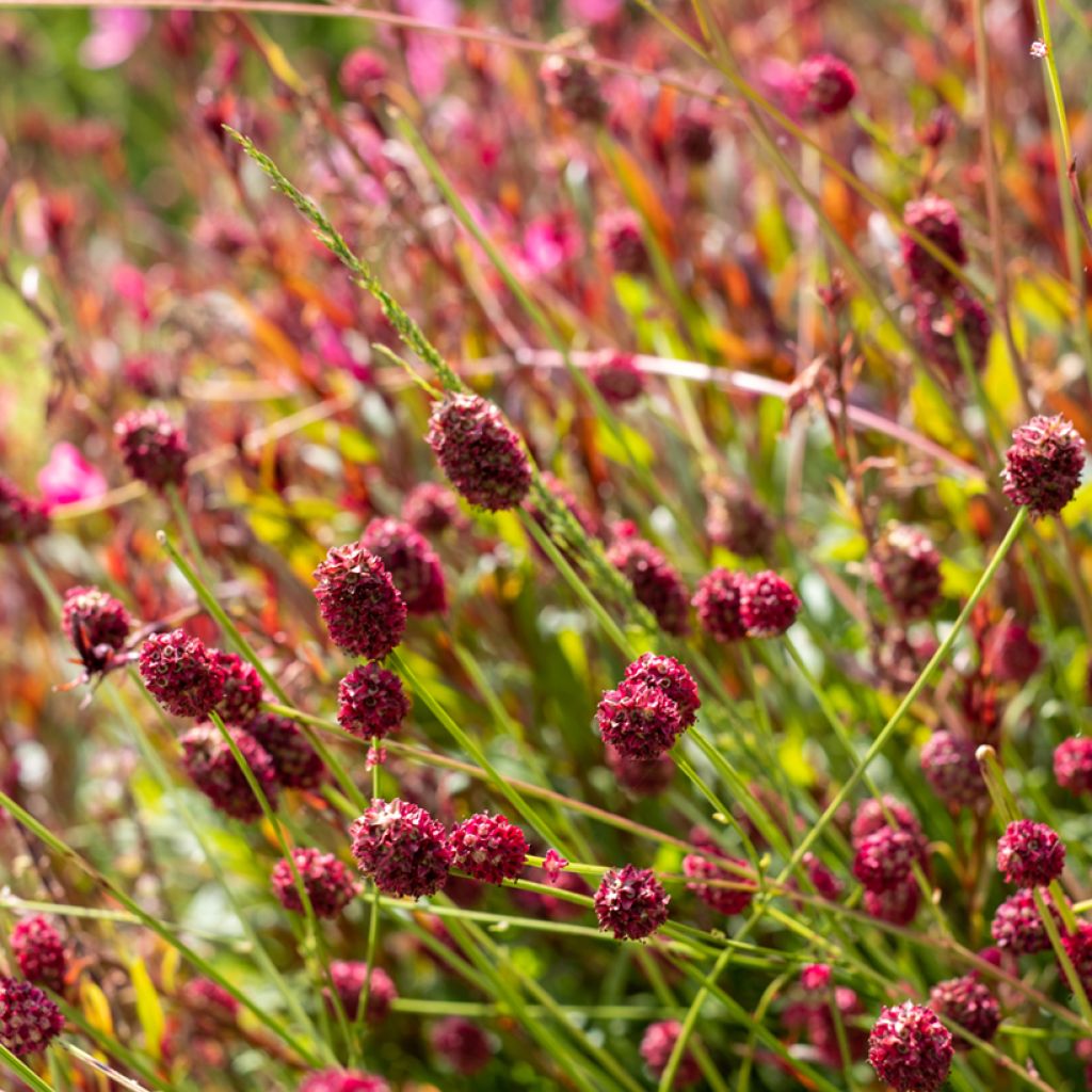 Sanguisorba officinalis Tanna - Grande Pimprenelle