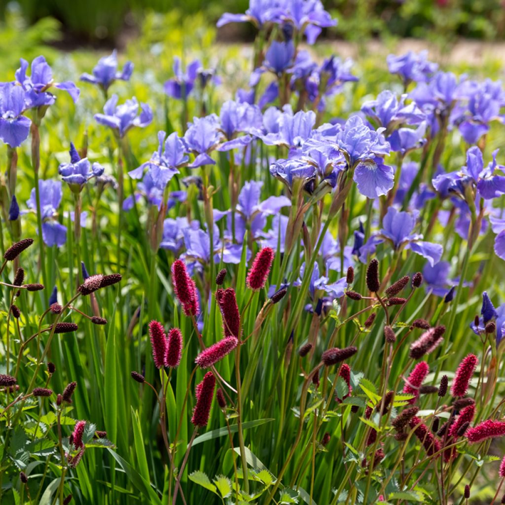 Sanguisorba officinalis Tanna - Grande Pimprenelle