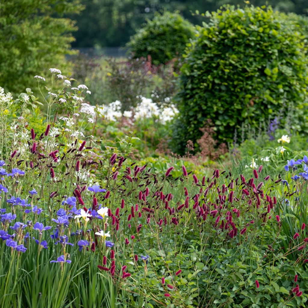 Sanguisorba officinalis Tanna - Grande Pimprenelle
