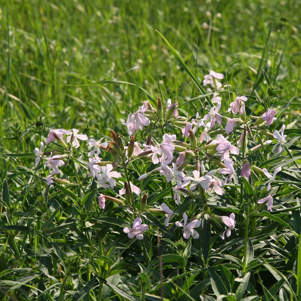 Saponaria officinalis - Saponaire officinale