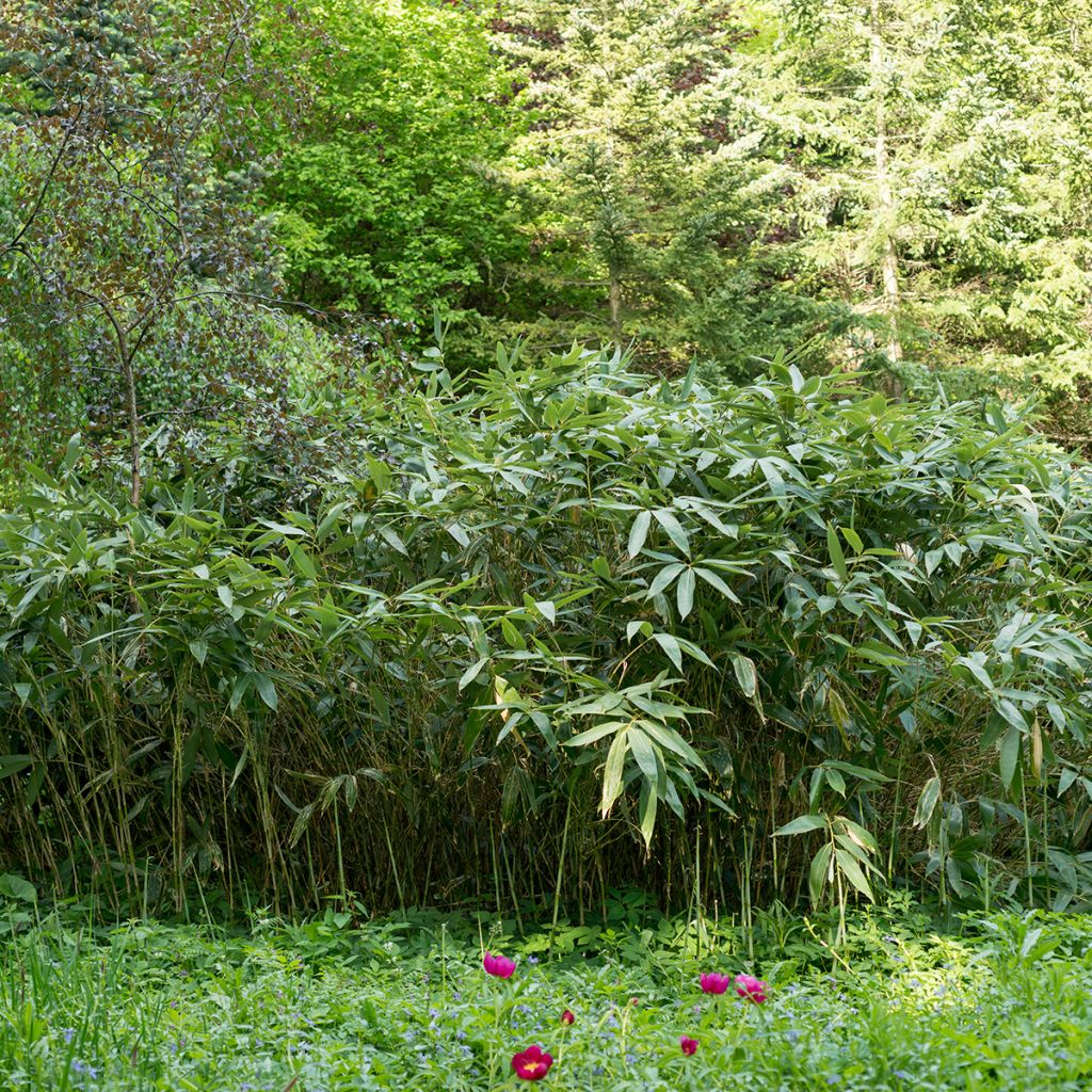 Sasa kurilensis - Bambou nain