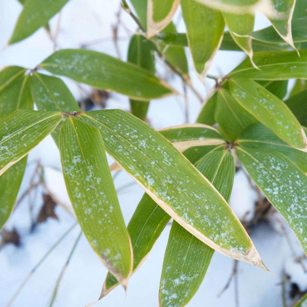 Sasa kurilensis - Bambou nain