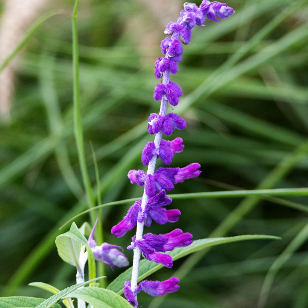 Sauge - Salvia leucantha