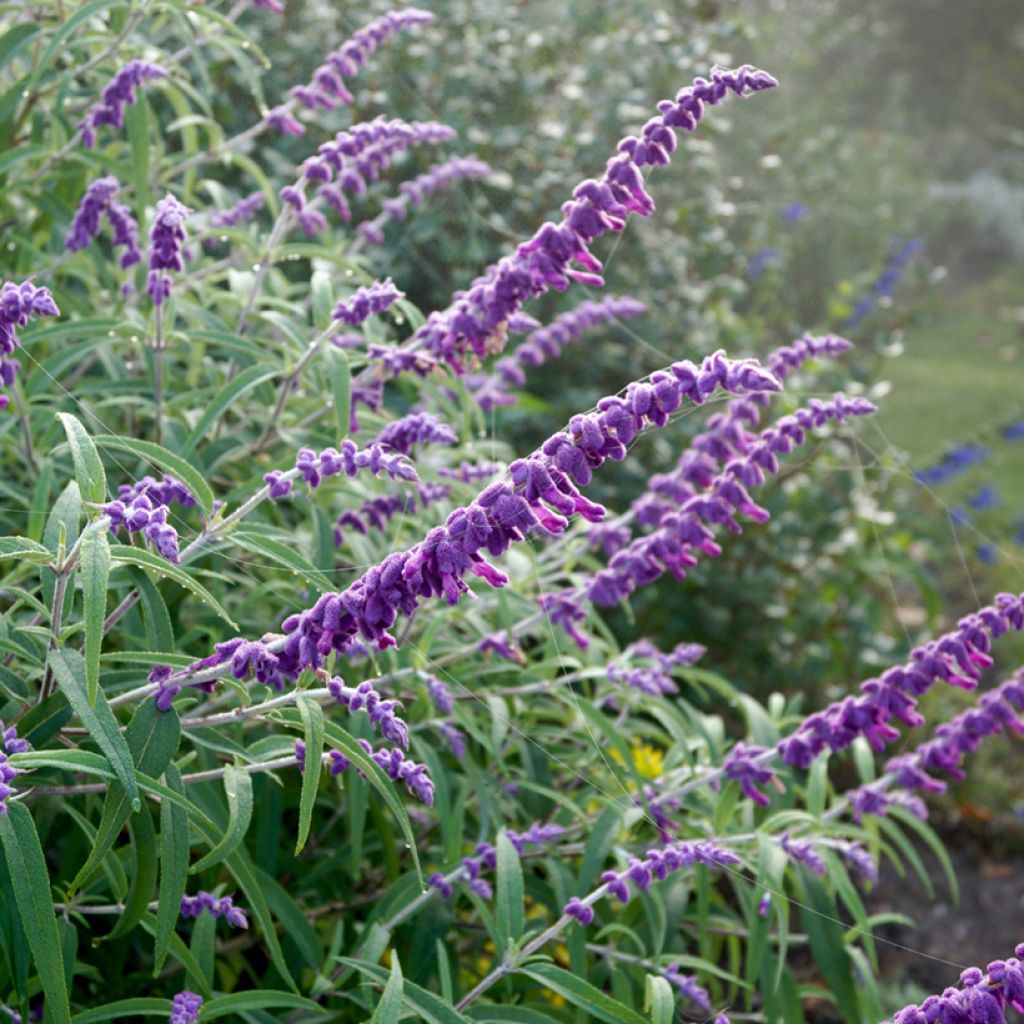 Sauge - Salvia leucantha