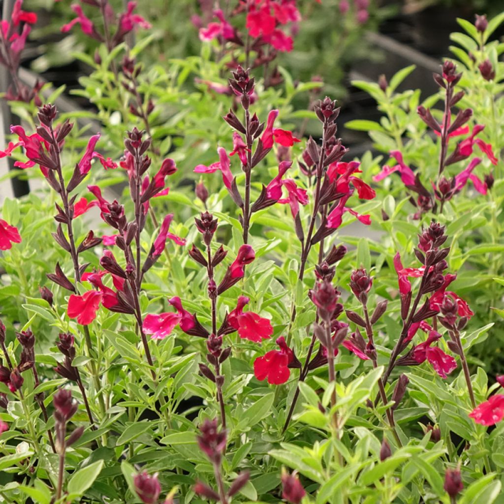 Sauge arbustive - Salvia greggii Mirage Burgundy