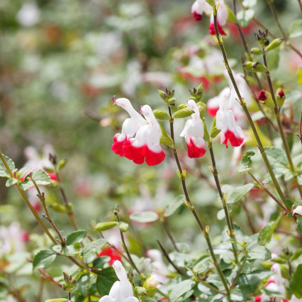 Sauge arbustive - Salvia microphylla Hot Lips