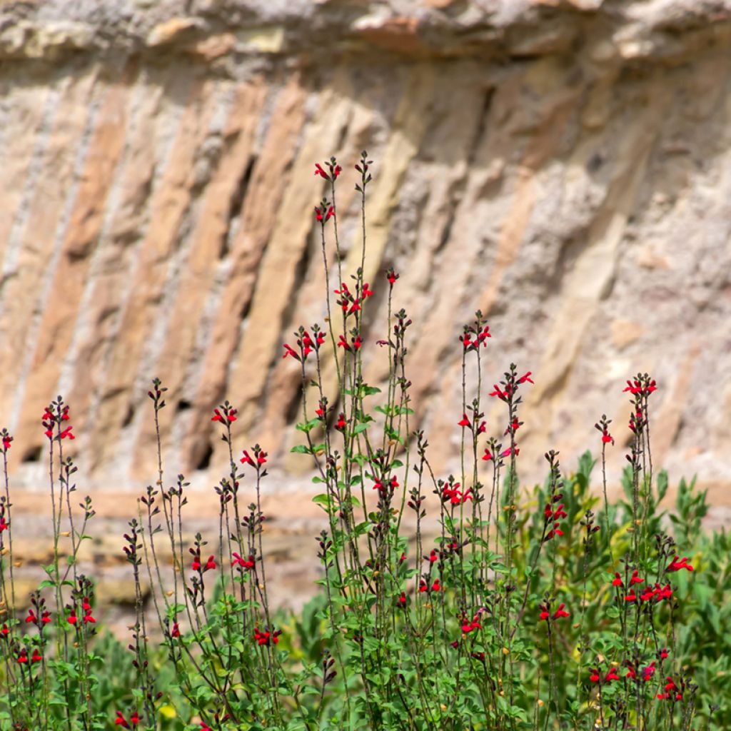 Sauge arbustive - Salvia microphylla Royal Bumble
