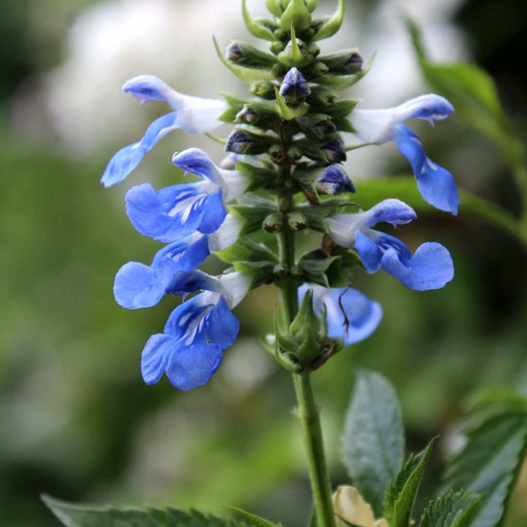 Sauge des marais - Salvia uliginosa