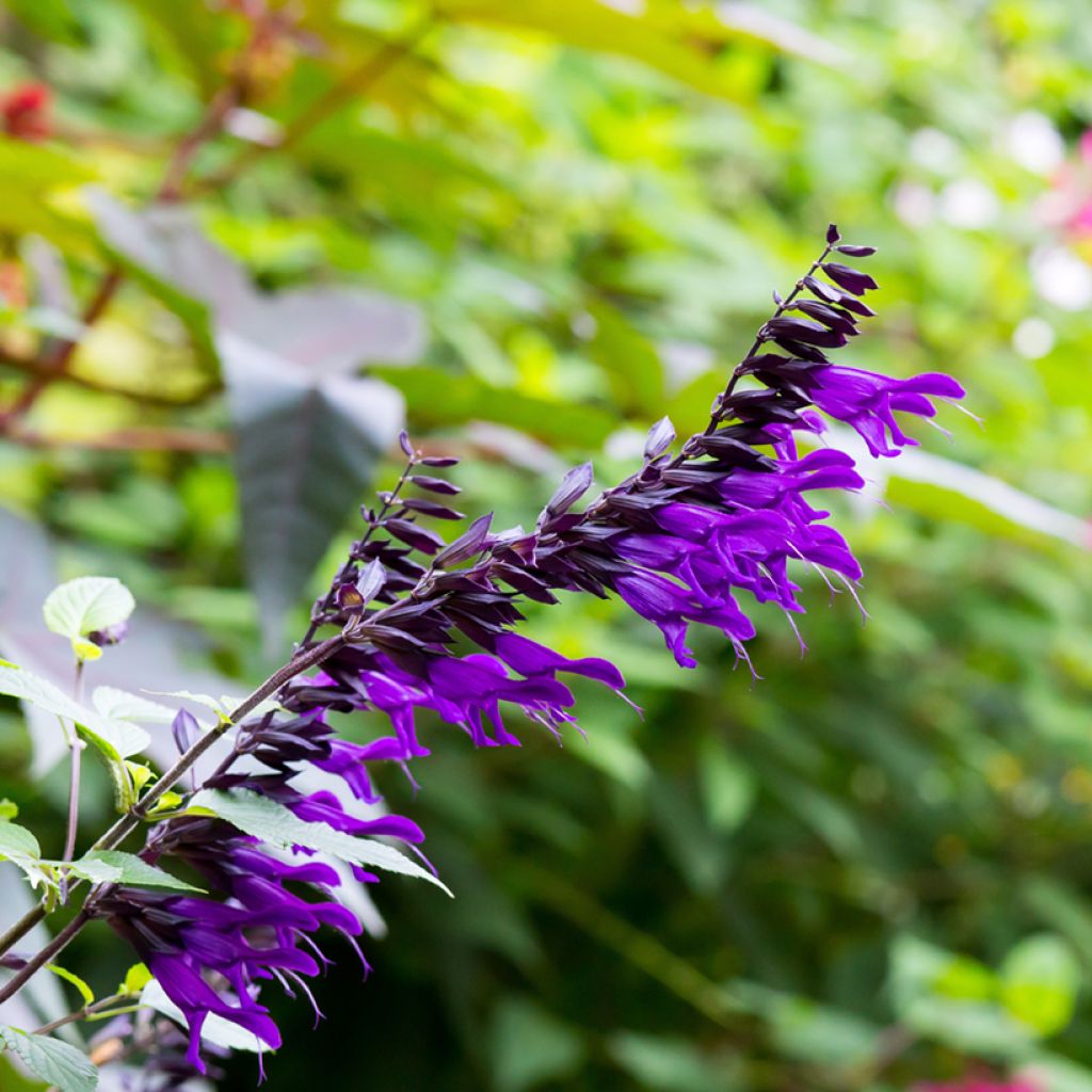 Sauge hybride Amistad violet - Salvia (x) guaranitica